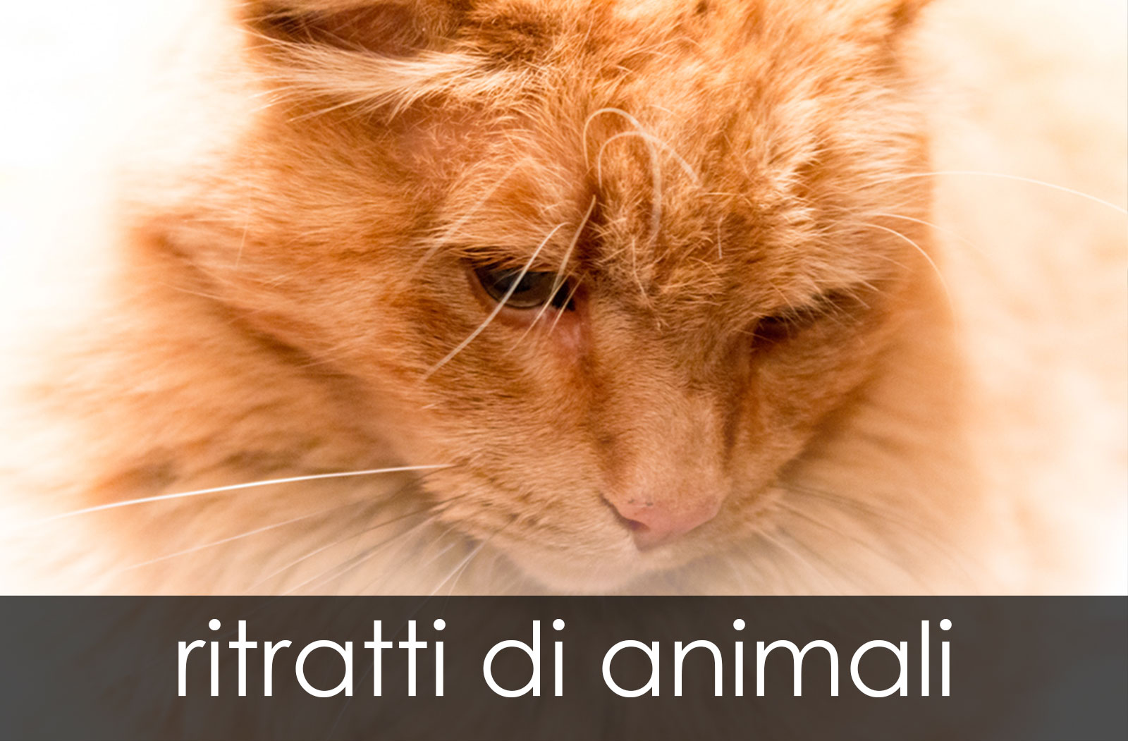 ritratti_animali